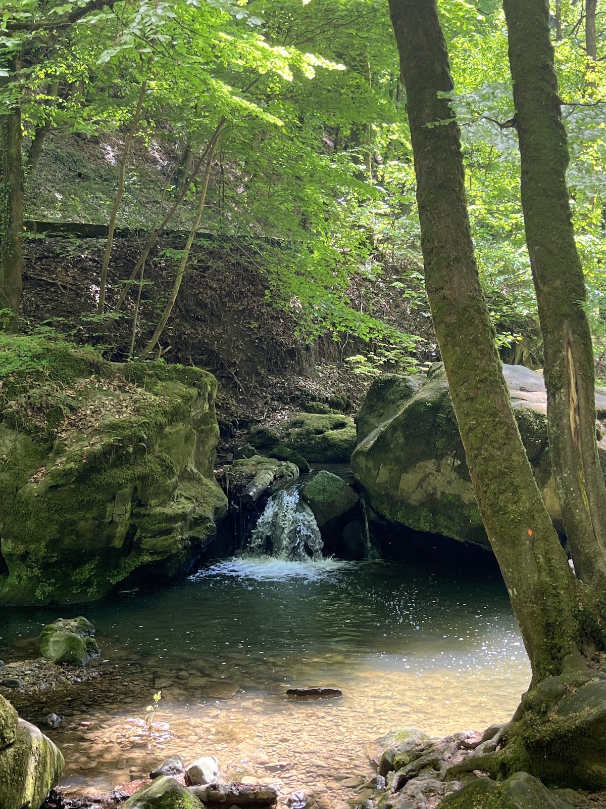The Mullerthal in Summer: Twenty Degrees Cooler Than Everywhere Else (1/2)